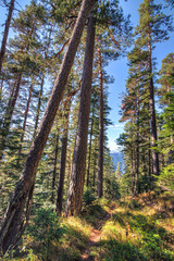 Fototapeta premium Scenic landscape of sunny autumn forest of pine trees on blue sky background