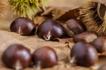 chestnuts and autumn feeling, a group of chestnuts on the ground over autumn leaves
