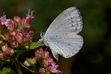 Holly blue butterfly on a marjoram flower