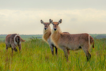 Waterbucks