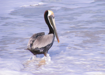 Wading Pelican