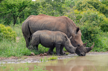 Breitmaulnashorn