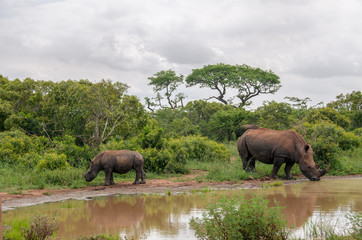 Fototapeta premium Breitmaulnashorn