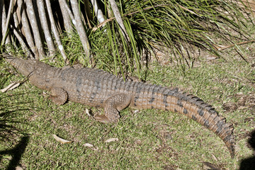 fresh water crocodile