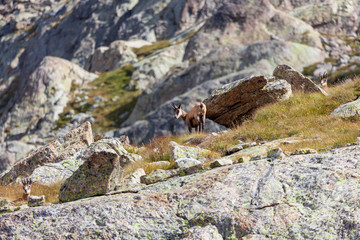 Un chamois dans le Mercantour