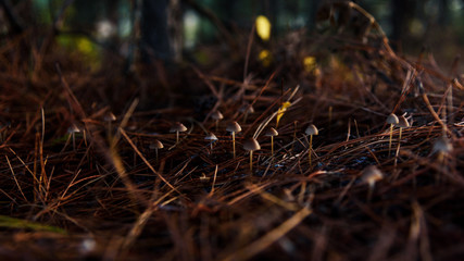 Mushrooms little in pine needles closeup