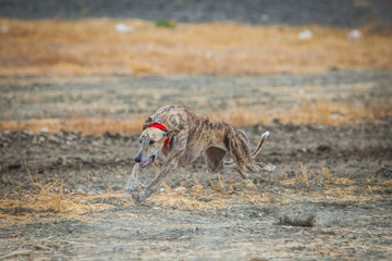 galgos