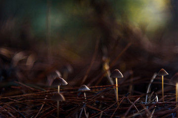 Mushrooms little and pine needles closeup