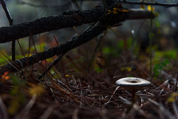 Mushroom shiny under pine branch closeup