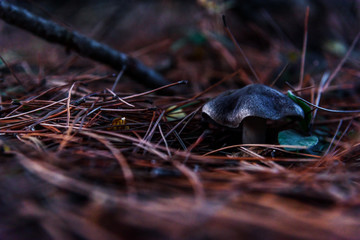 Mushroom grey in pine needles closeup