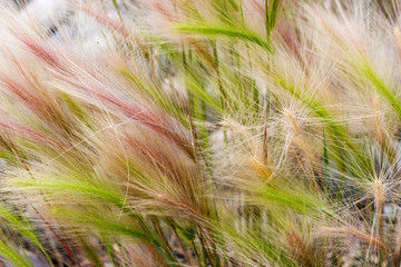 Spikes of feather grass or needle or spear grass. Delicate summer background