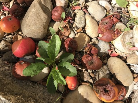 Plante urbaine et pomme pourrie en septembre  2018
