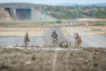galgos