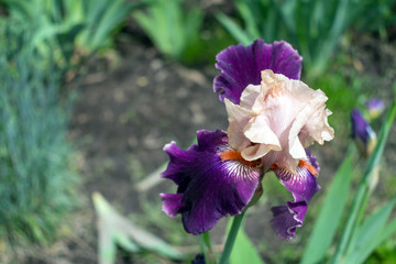 Close-up view of an iris flower on background of green leaves and flower beds. Beautiful varietal Pu Aby pink and purple violet garden irises. Selective focus
