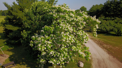 Katalpa Tree