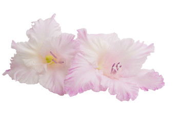 gladiolus isolated