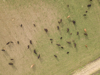 Drone Cows