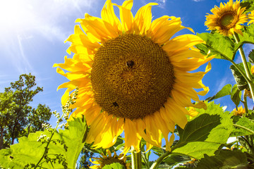 Sunflower with blue sky and beautiful sun.