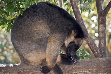 Lumholtz's Tree kangaroo