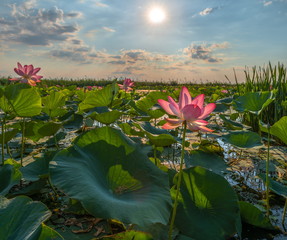 Blooming lotus. A large flower. Summer dawn. A clear, sunny day. The lotus is nut-bearing. The...