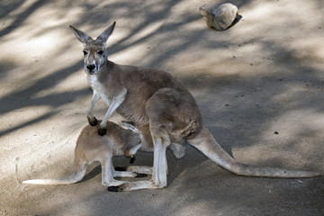 red kangaroo and joey