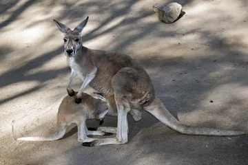 Papier Peint photo autocollant Kangourou red kangaroo and joey
