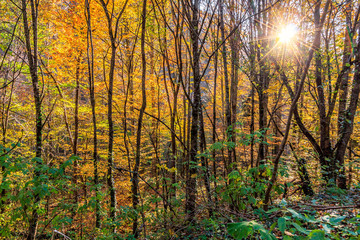 Scenic landscape of sunny autumn forest of pine trees on blue sky background