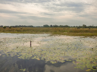 Safari theme, marshy landscape in river