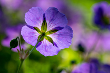 Looking underneath the purple geranium Rozanne (Gerwat) also known as the Jolly Bee