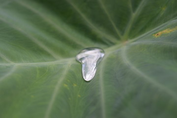 Nature