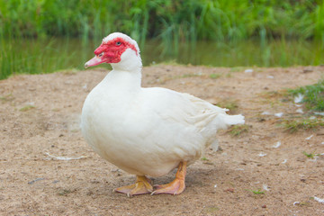 Home white drake indoutki. White Mexican duck, male.