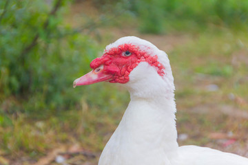 Home white drake indoutki. White Mexican duck, male.