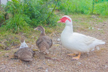 Home white drake indoutki. White Mexican duck, male.