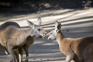 kangaroos kissing