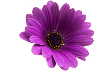 Osteosperumum Flower Daisy © ksena32