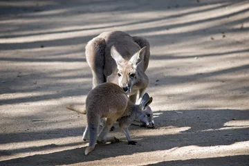Papier Peint photo Lavable Kangourou red kangaroo and joey