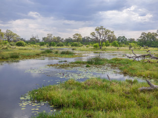 Safari theme, marshy landscape in river, Botswana