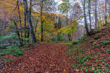 Scenic landscape of mixed sunny golden autumn forest in the evening with fallen leaves that covered the ground. West Caucasus in October