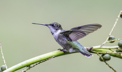 Fototapeta premium Hummingbird