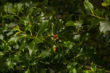 holly berries