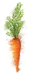 Zanahoria dibujada en acuarela