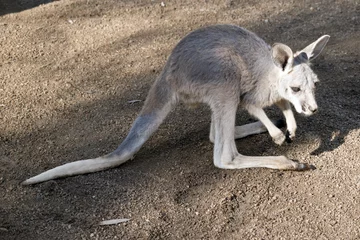 Cercles muraux Kangourou joey red kangaroo