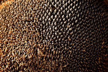 ripe sunflower on the field