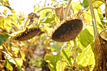 ripe sunflower on the field