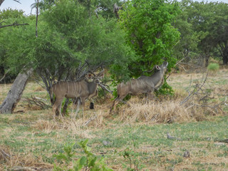 Obraz na płótnie Canvas African antelopes, Greater Kudu, Botswana