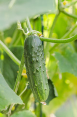 Cucumbers in garden in summer