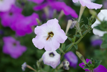 Flowers of petunia with a bee