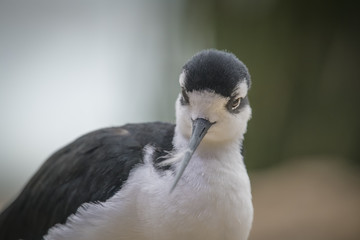 Black Necked Stilt, Monterey Bay Aquarium