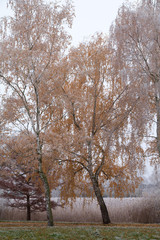 Fototapeta premium Birken im Herbst