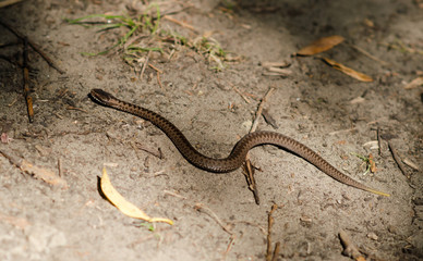 A snake viper is on the ground